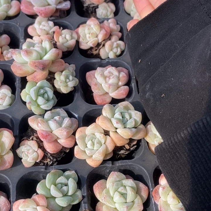 26 多肉植物盆栽花卉