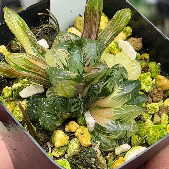 8多头老川玉露锦头家多肉十二卷