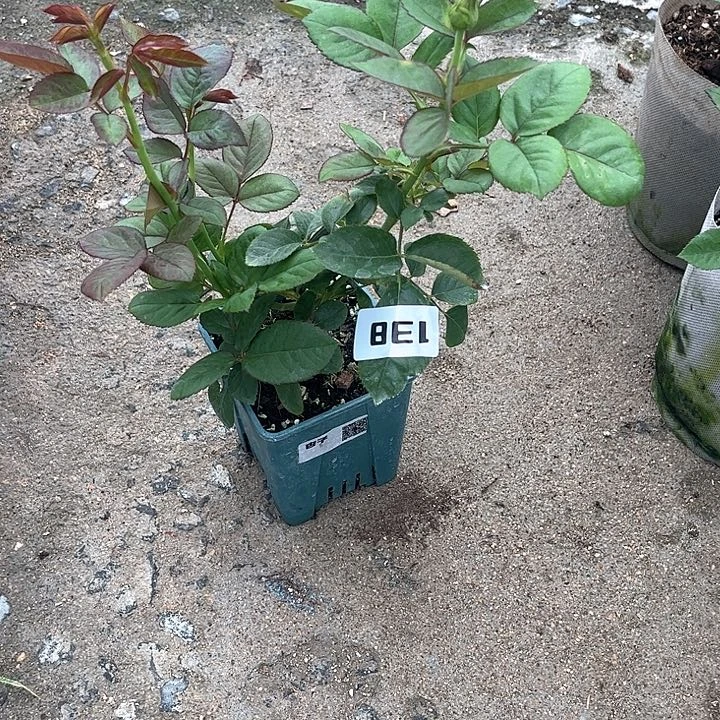 无花朵杏子考拉138号