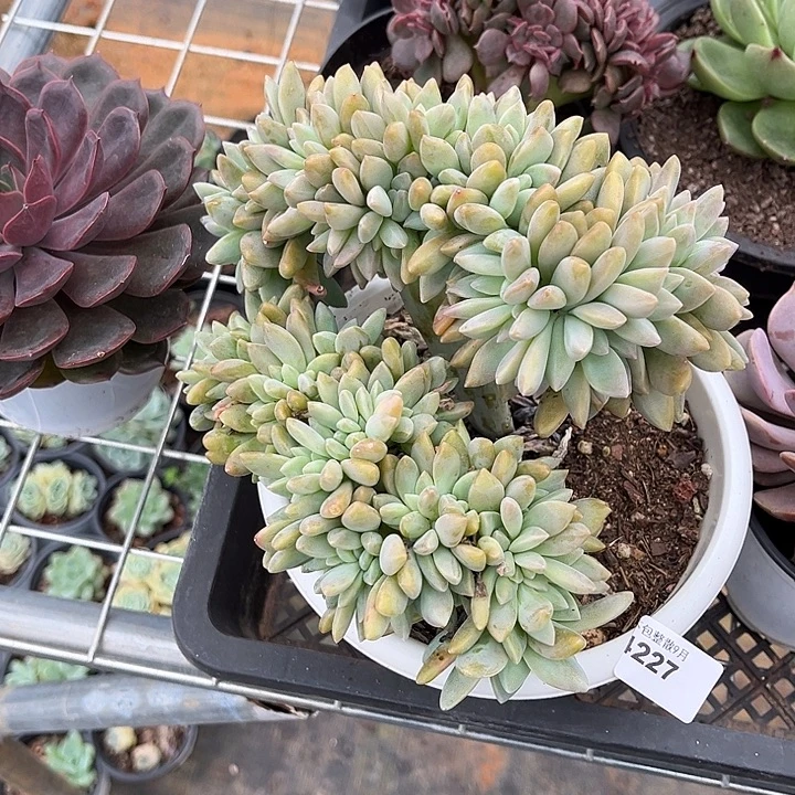 阿雅园艺。 4227淡雪缀