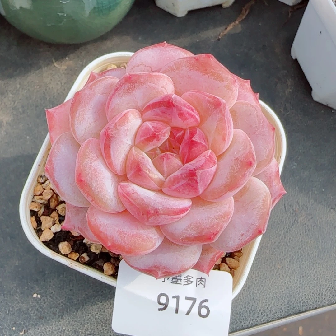 黛玉冰魄，9176多肉植物