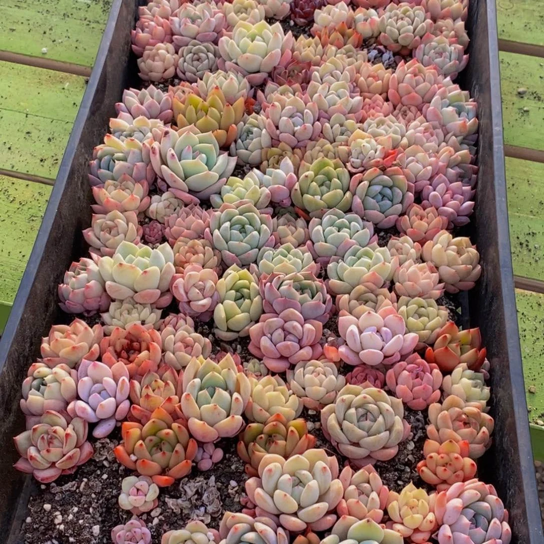 088多肉植物保护研究所所长的