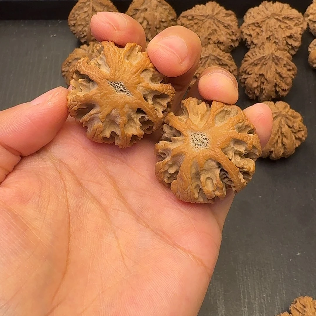 馨***儿核桃突突突突突突突突突突突突突突