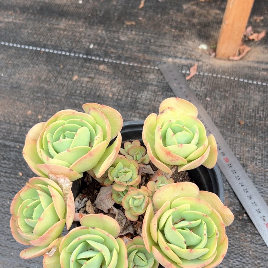 ?*闪购2多肉群生有砍鸡蛋碧桃