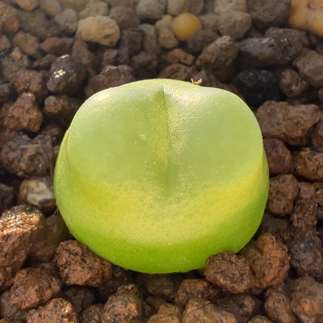 1.7厘米拉登多肉母本