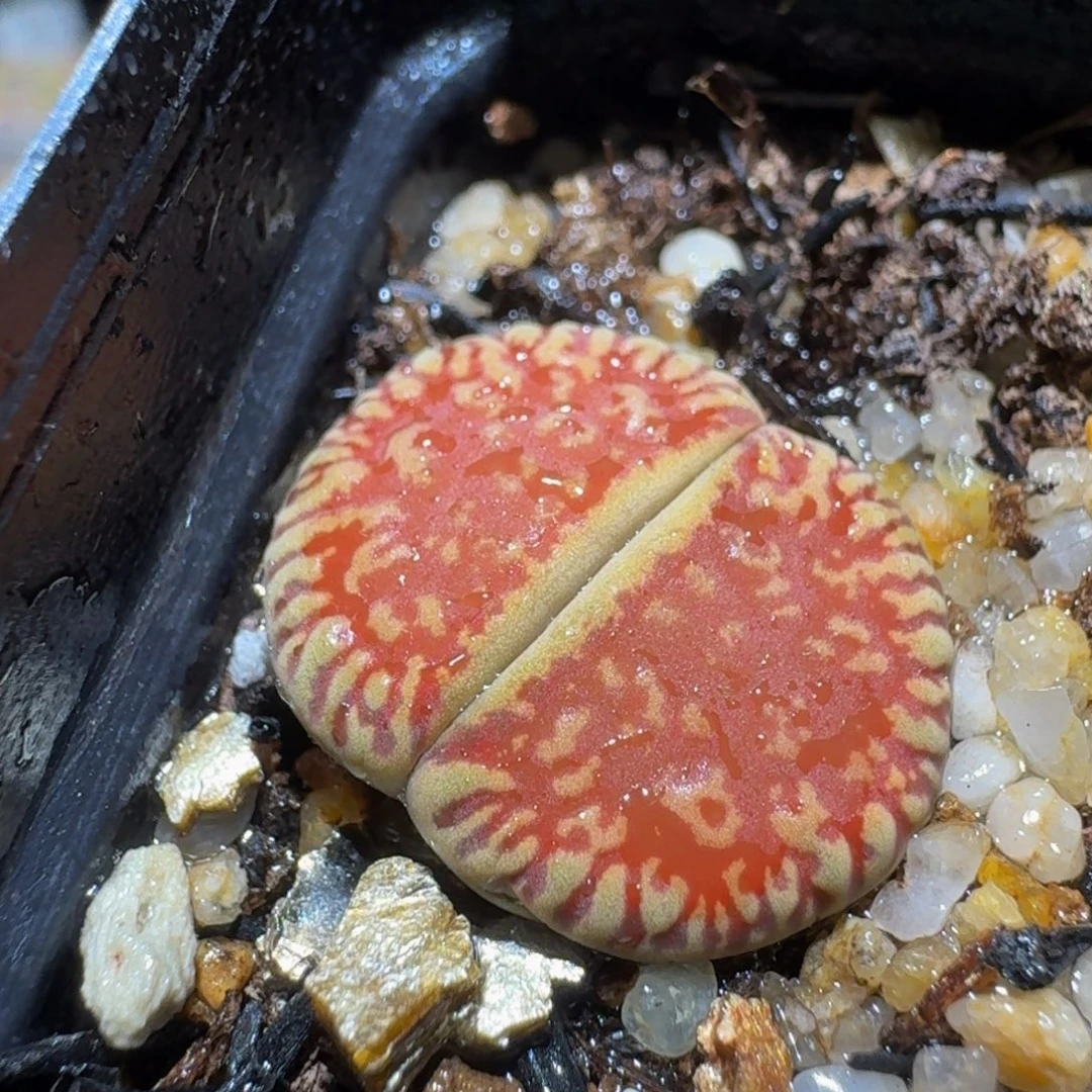 Ssss精品生石花576