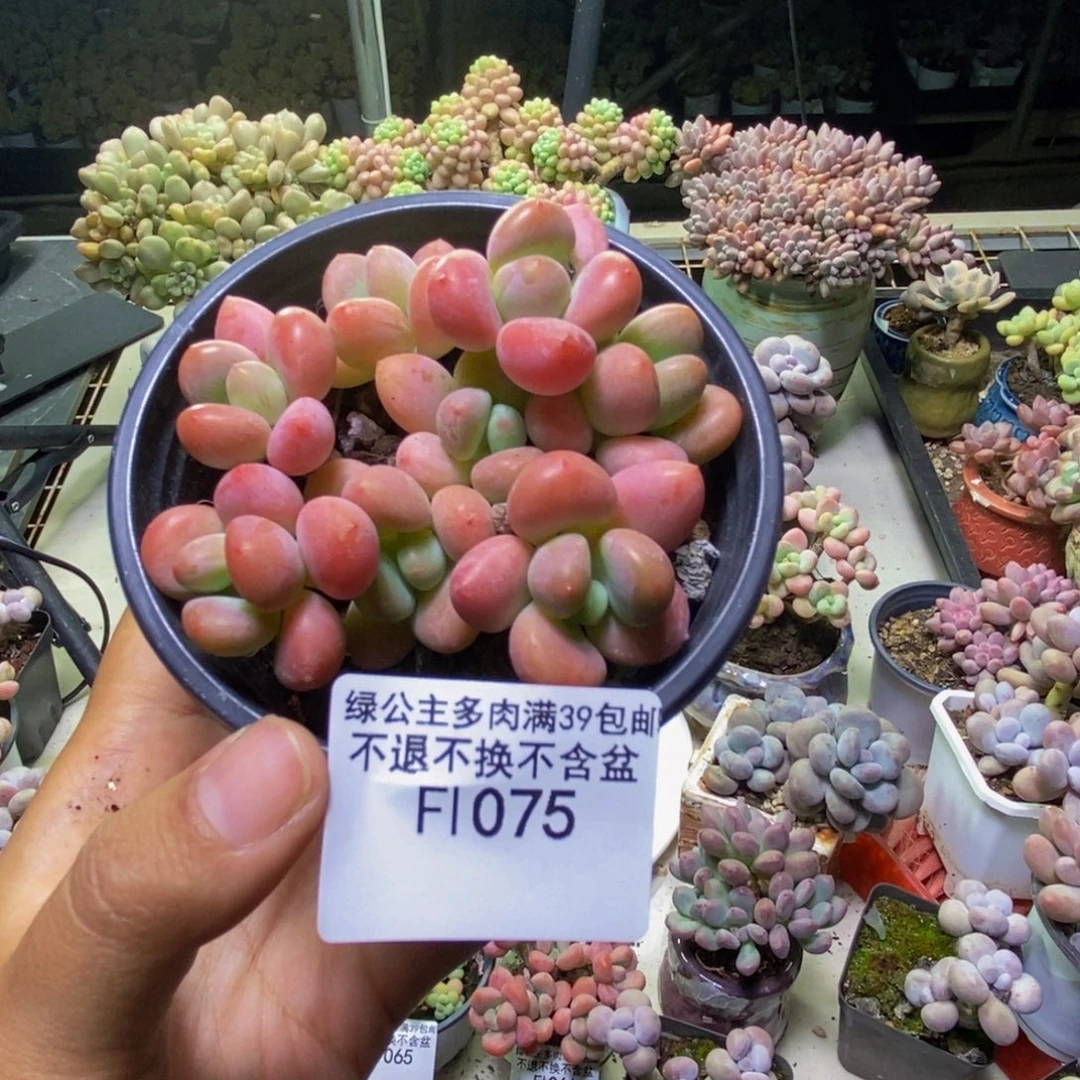 075橘子香水多肉7cm