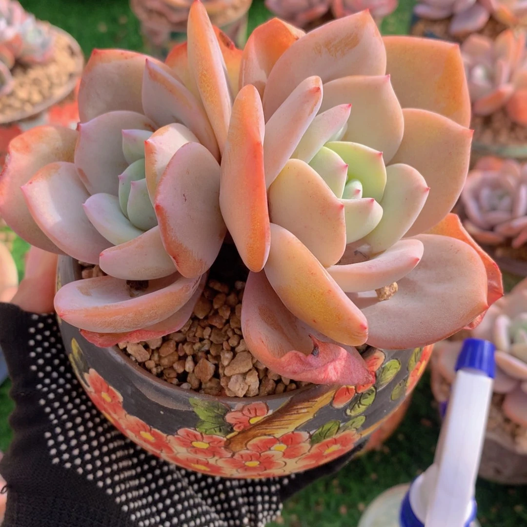 俪**芳韩版奶茶12 公分一物一拍