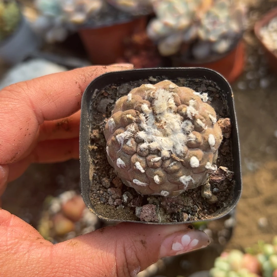 多肉植物多肉植物