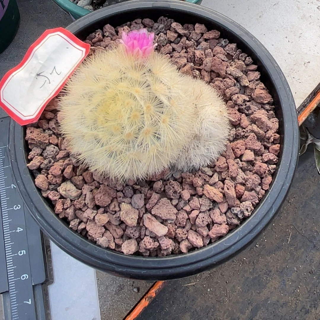 大***亮仙人球实生金刺嘉文丸