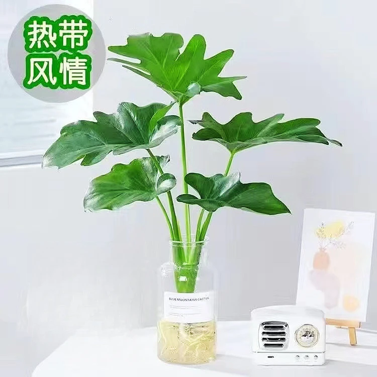 春雨绿植盆栽花卉植物室内水养龟背竹春羽水培植物室内好养蓬莱蕉