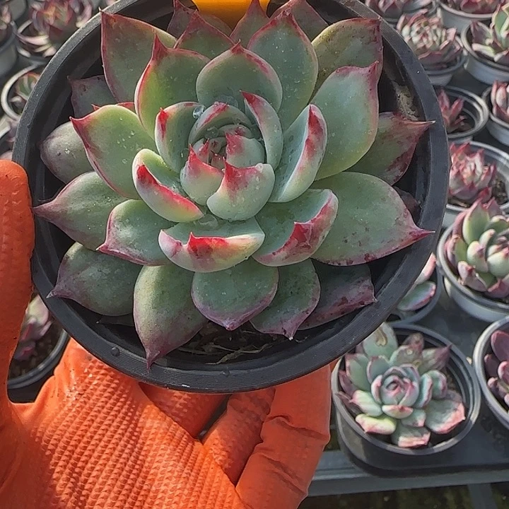 83 惊鸿仙子多肉植物6-9cm