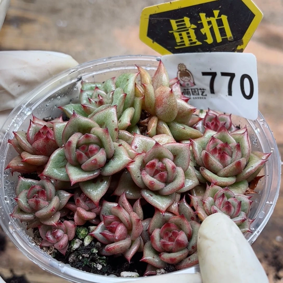 多肉植物多肉植物