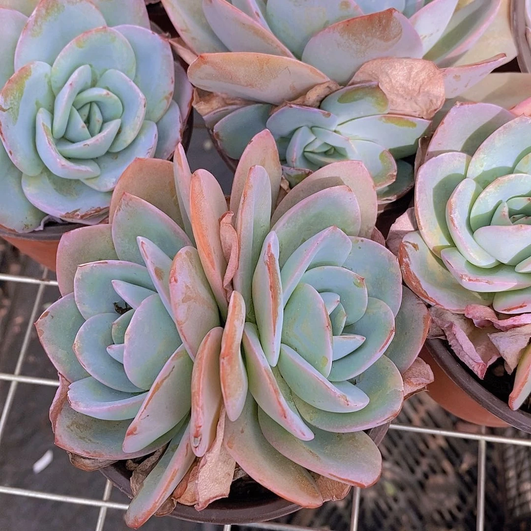 布鲁蓝 双头起发。