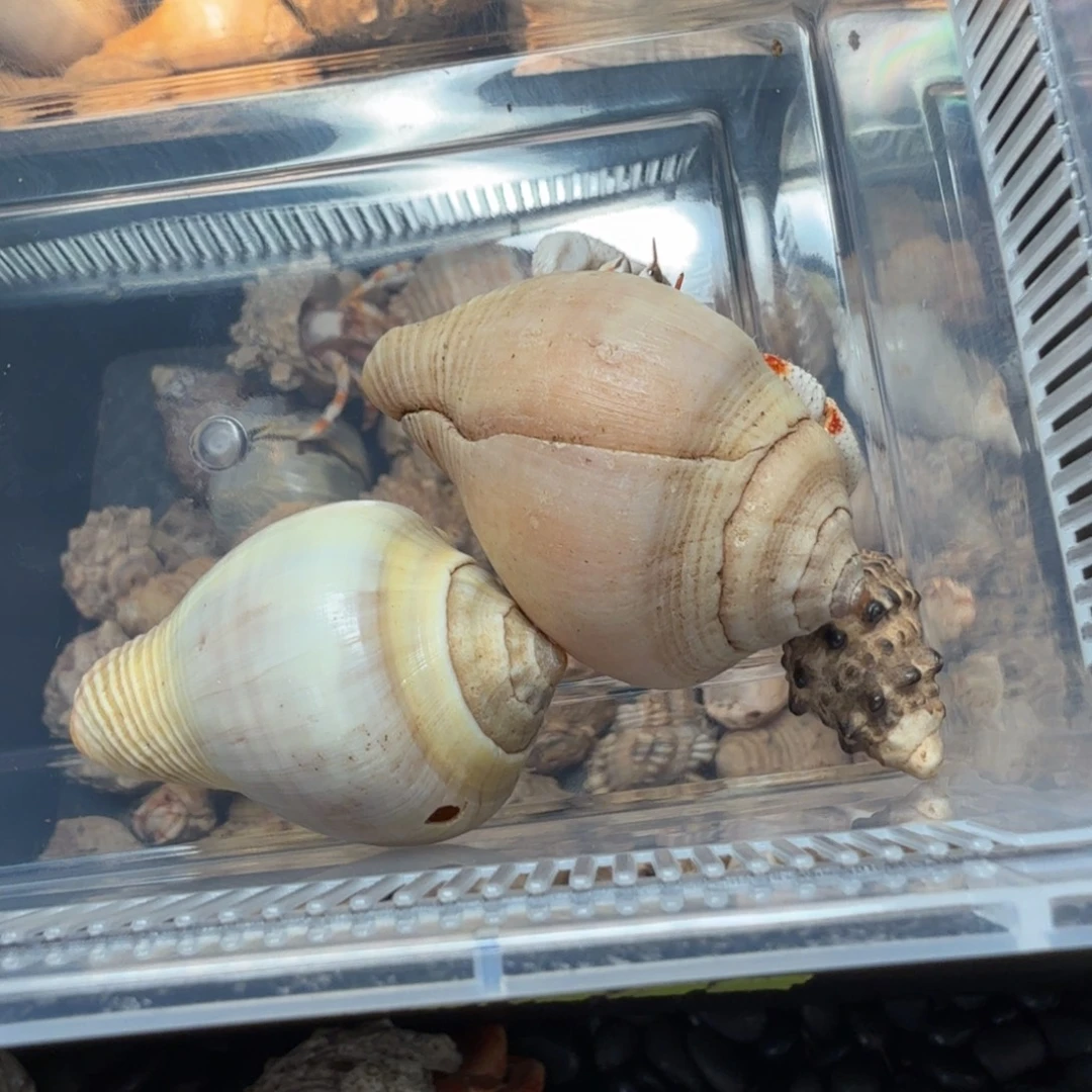 两只小白草11111111