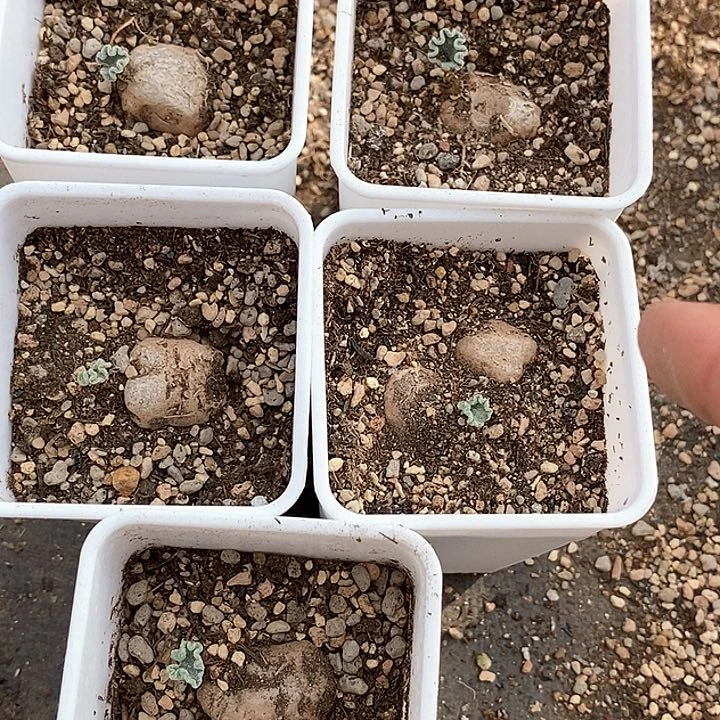 16530冰晶海带一颗