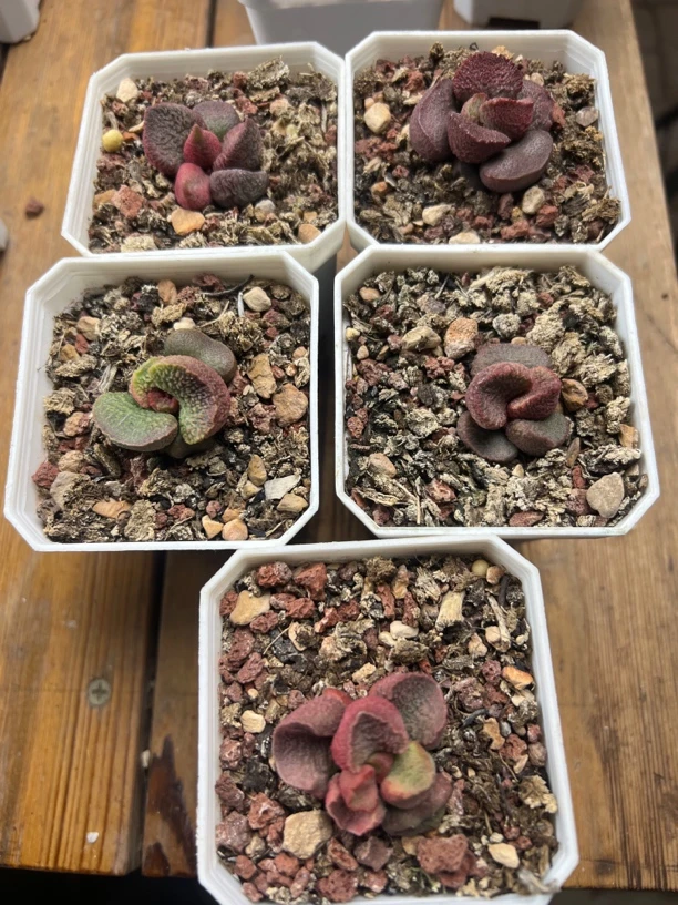 有鱼水泡多肉植物