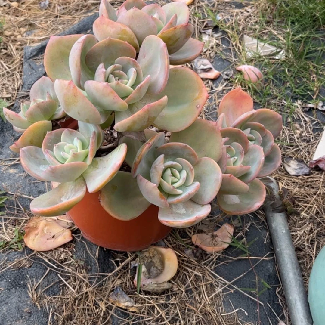 【闪购商品】无花朵红**叶
