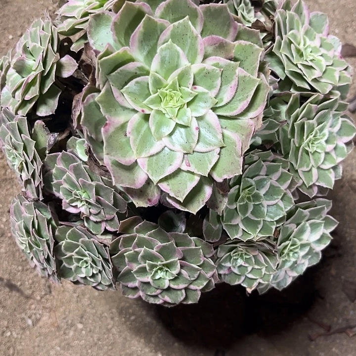 多肉植物玩彩灯锦……