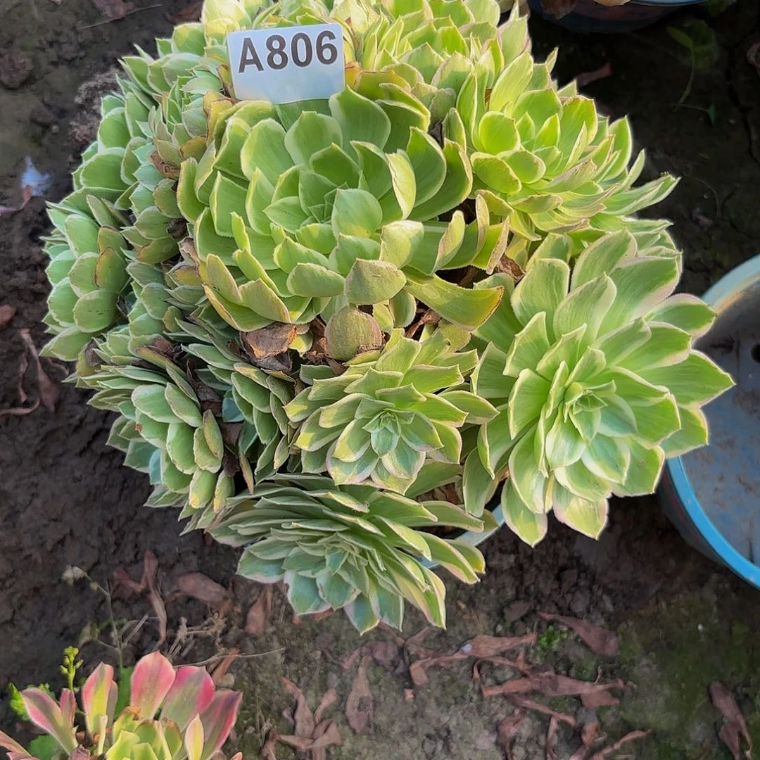 万花筒8-12-806偏远不包邮