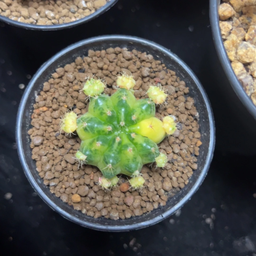 绿袖子侧芽自根带盆土发货