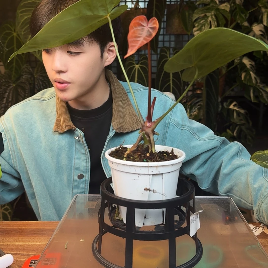 完全开放B137银骑士杂粉柠檬