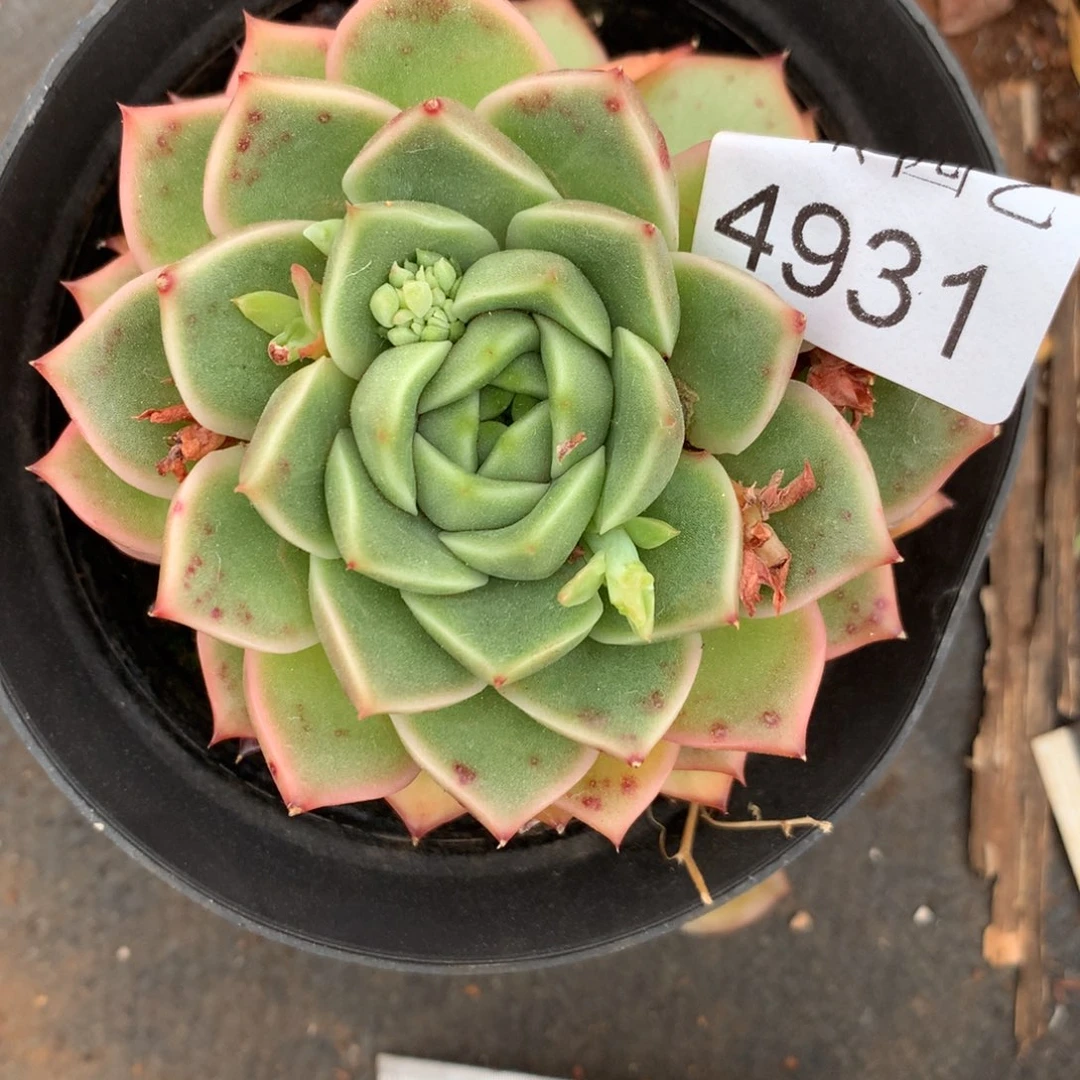 月****✨4931杂交精品基地8厘米