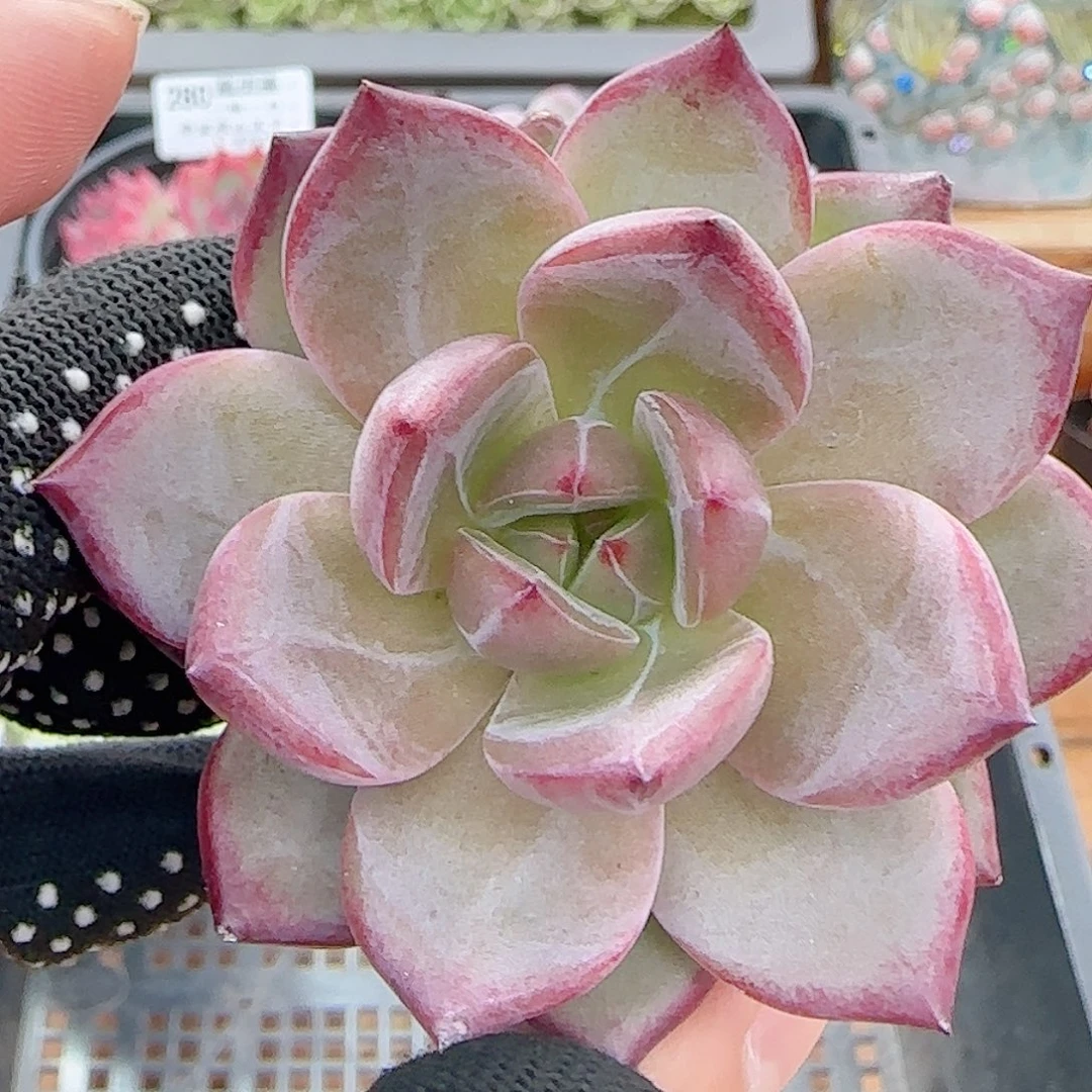 多肉0803-287夜魔侠