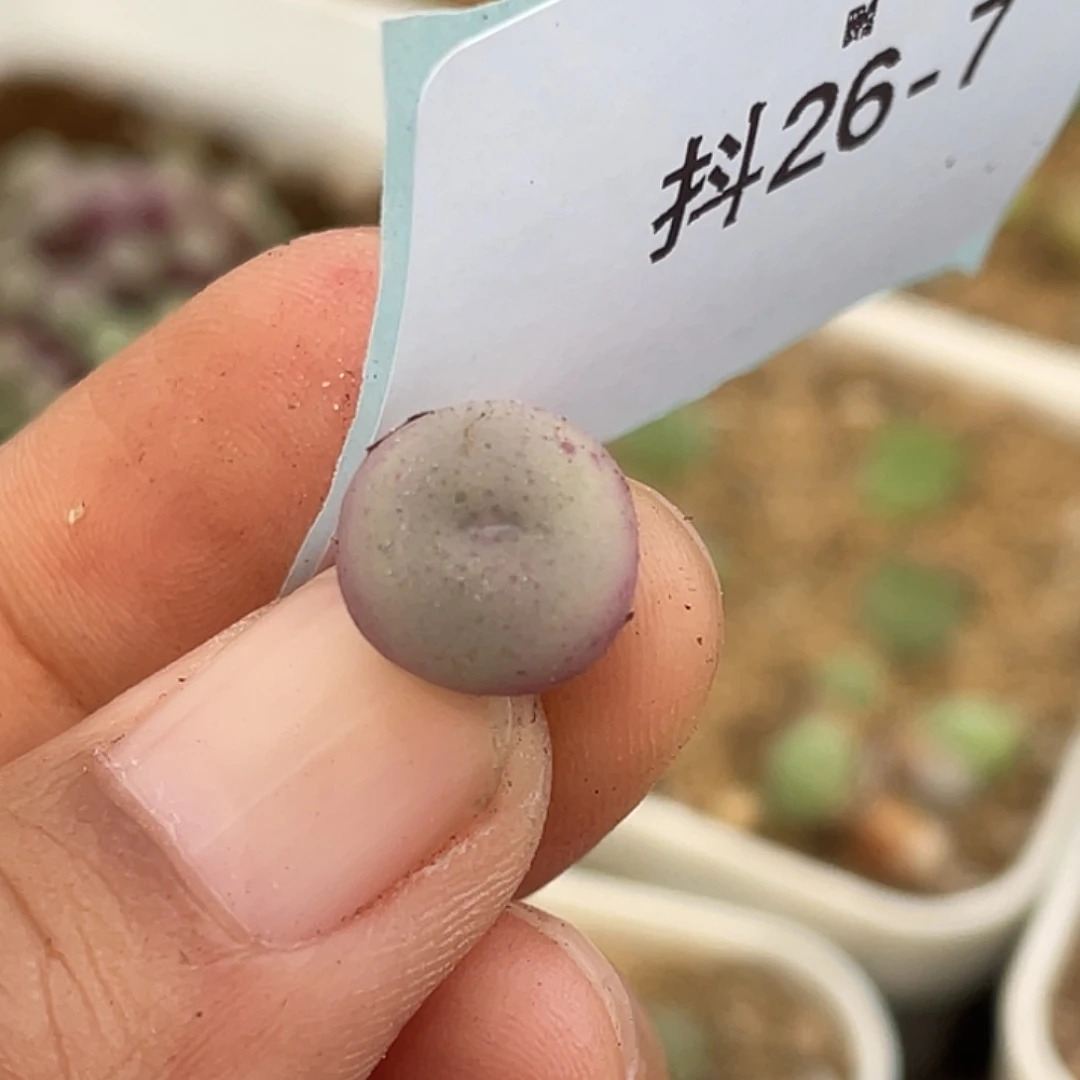 26-7大g苗多肉植物