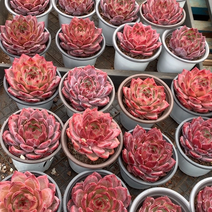 夜魔侠带盆土两单包邮