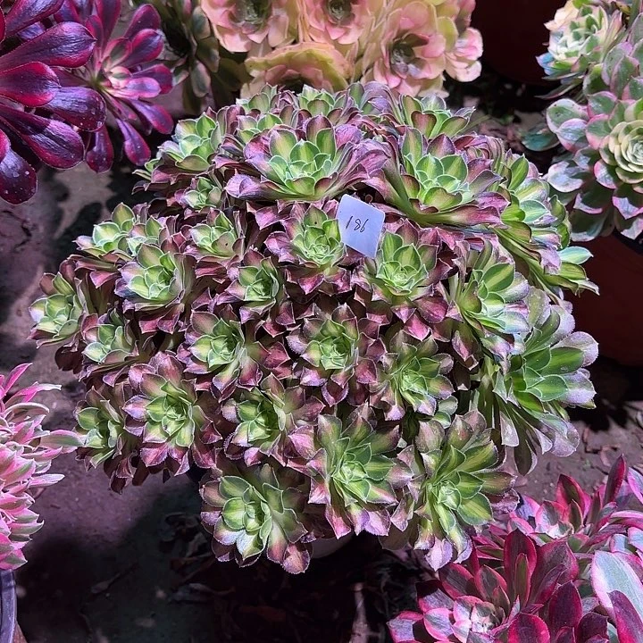 多肉植物绍华00186