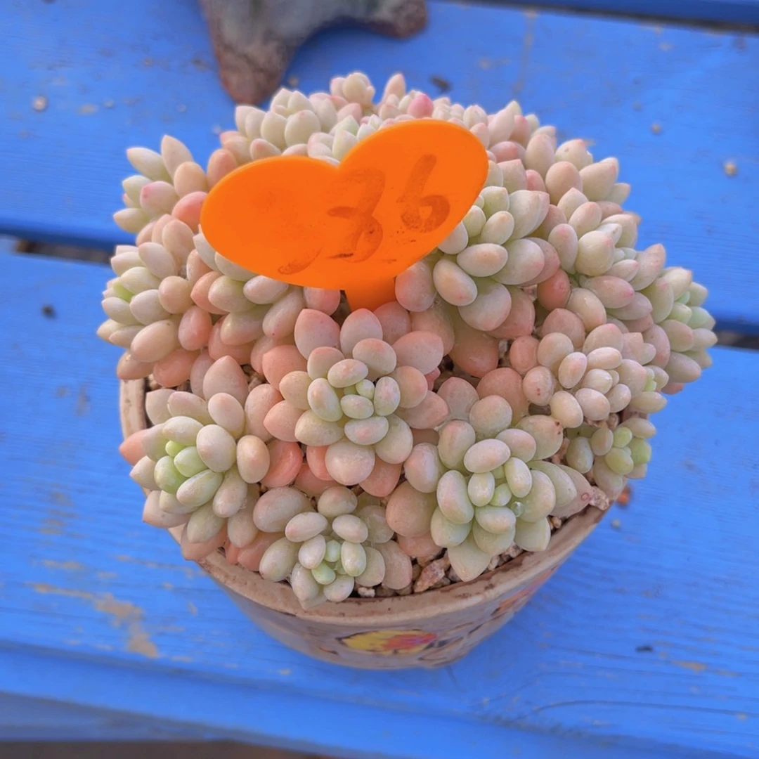 安**身.386号多肉植物一物一拍