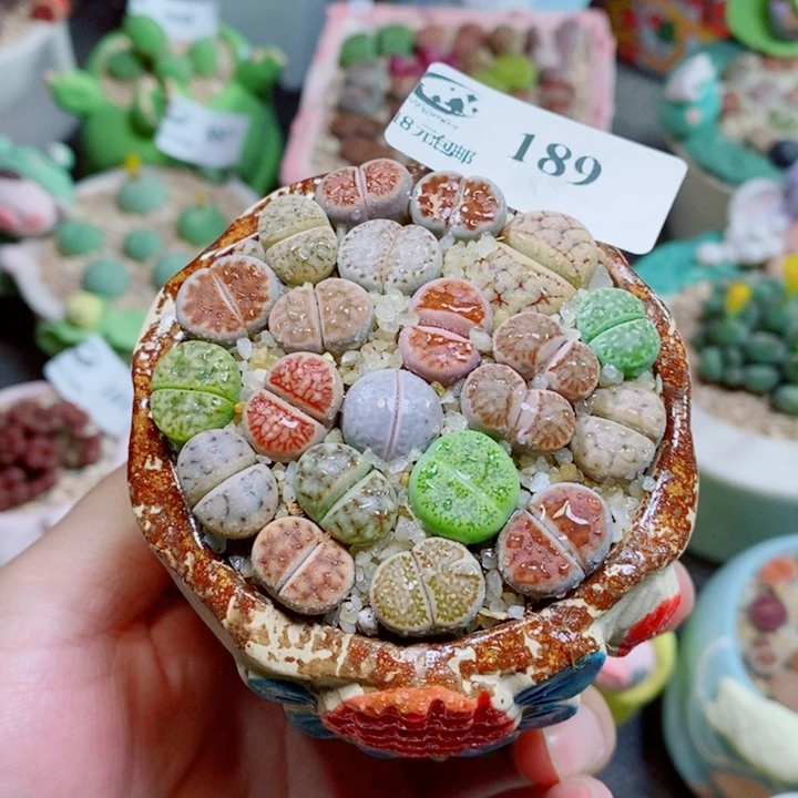 生石花花花花花花189