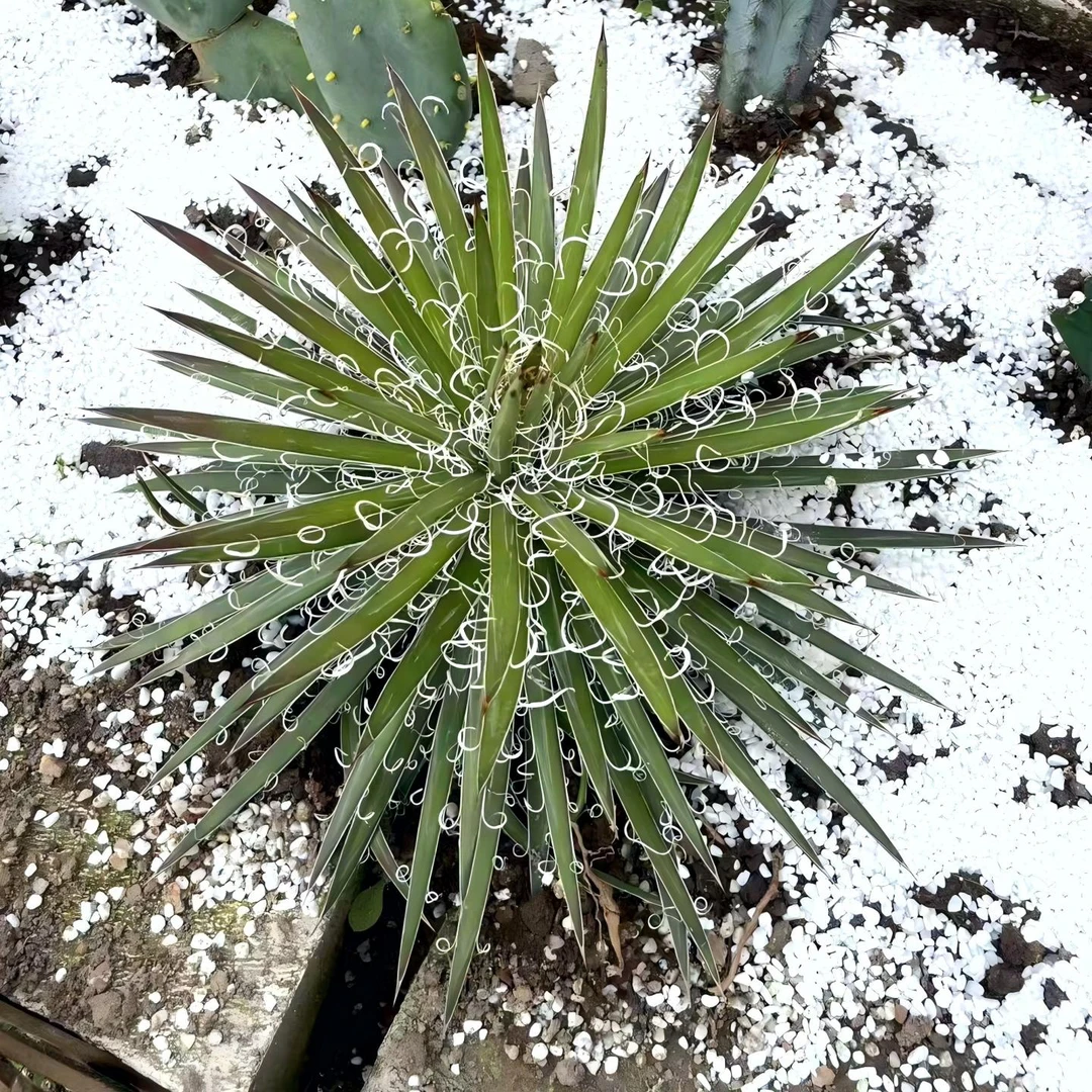 沙生植物龙舌兰植物龙丝白丝多肉植物耐热耐寒耐旱室外花园植物