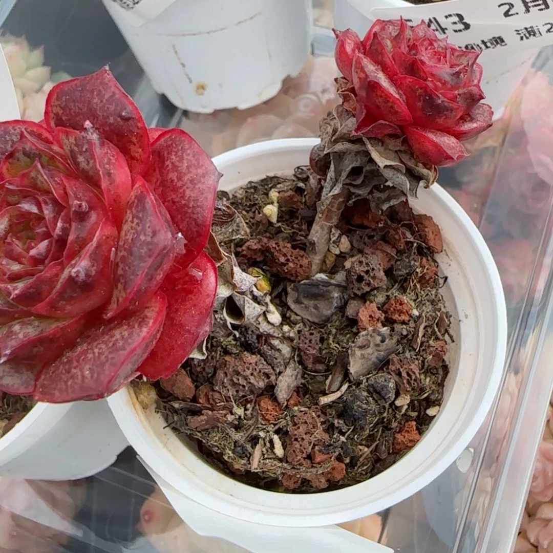 o**星花语逸境0209-545