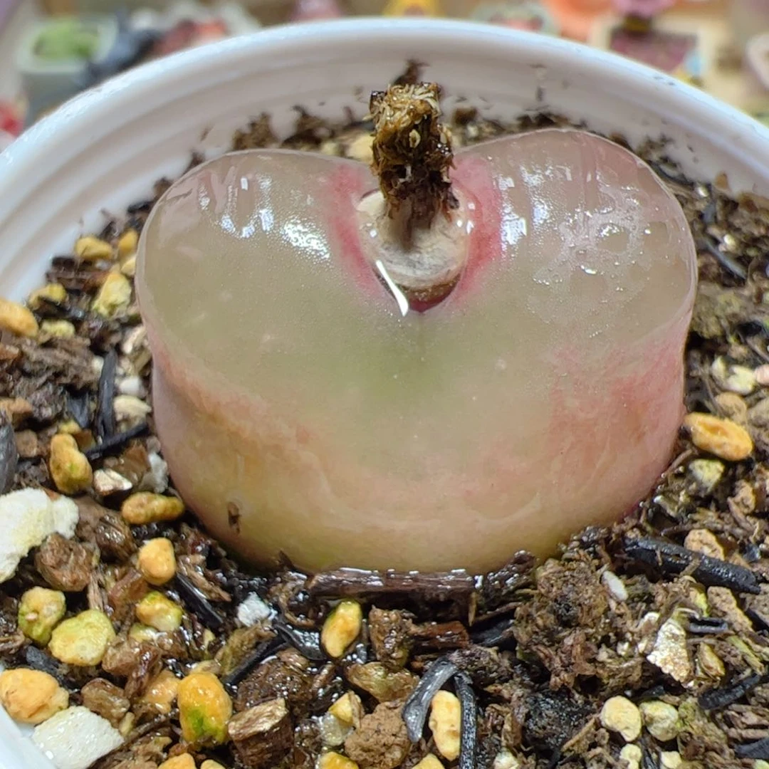 【闪购商品】276 带盆