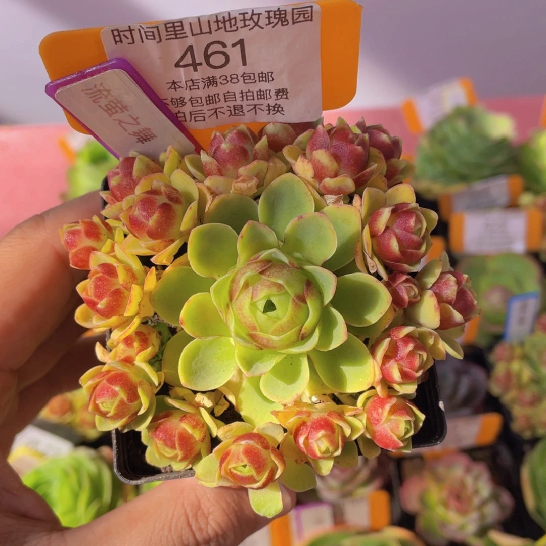 流萤之舞461一物一拍