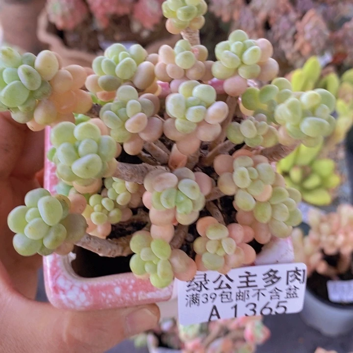 花朵鱼子酱老桩8cm1365多肉植物