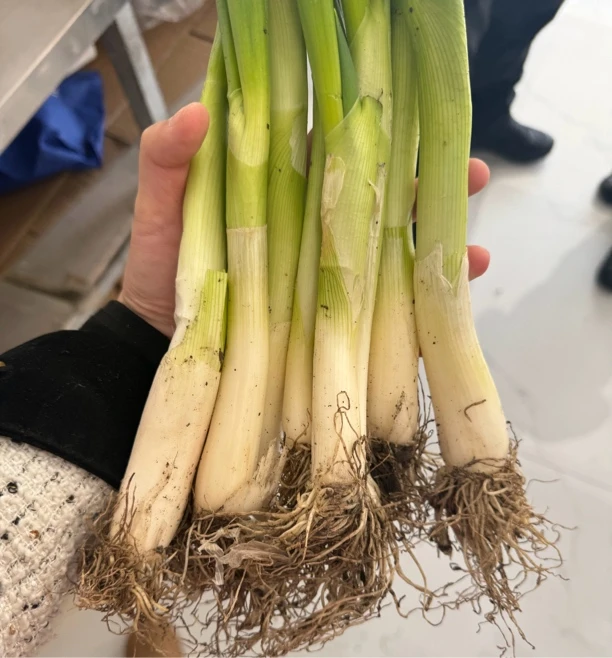 东北农家院现拔新鲜发芽葱 生吃蘸酱 顺丰包邮