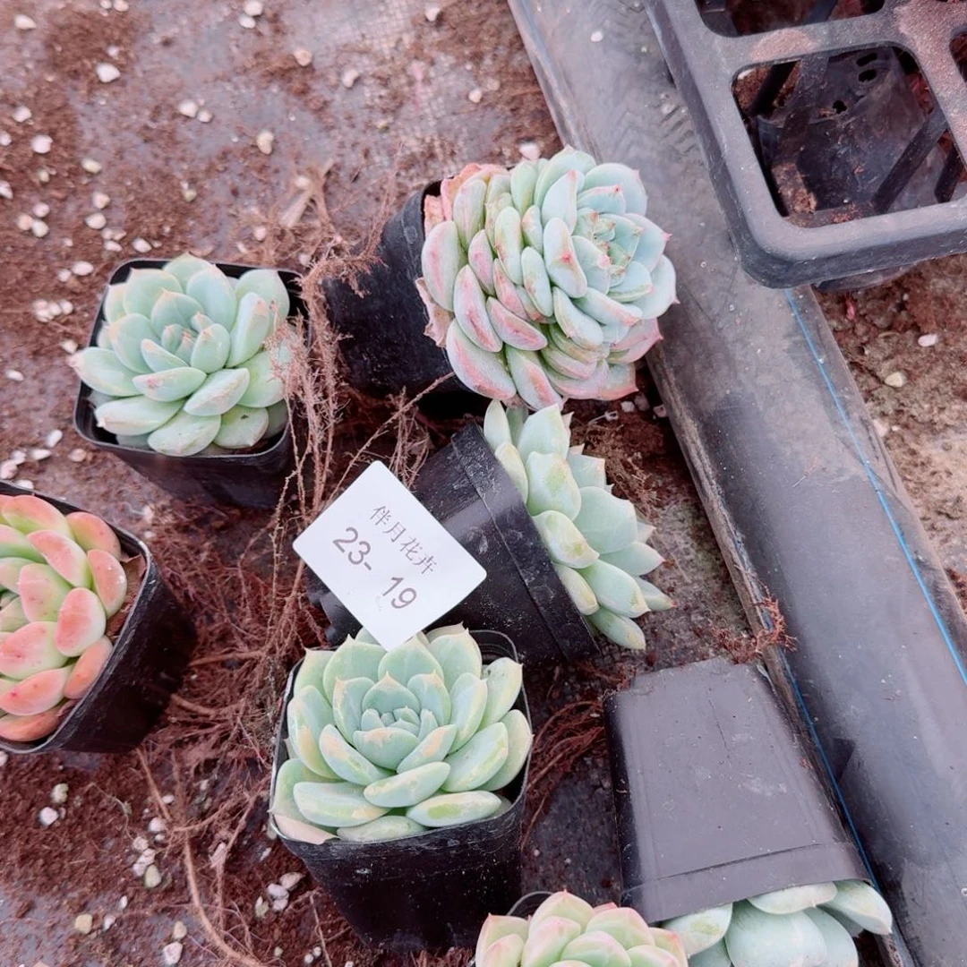 23-19小的女王梦露绿菜二十颗量拍