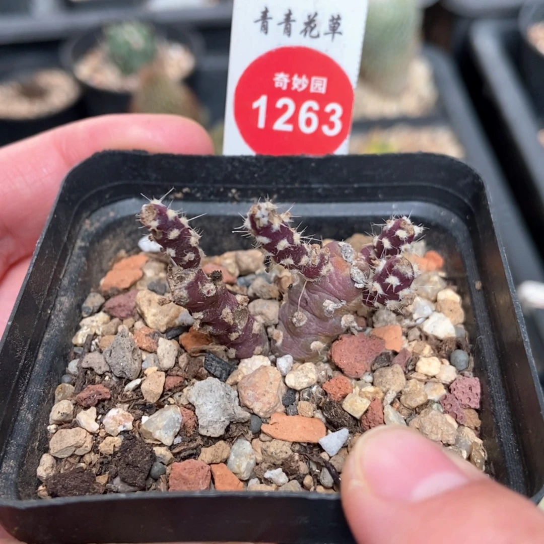 登龙团扇一棵仙人球