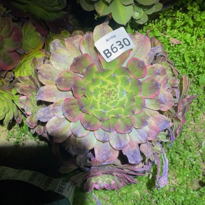 5****5630粉美肌多肉植物