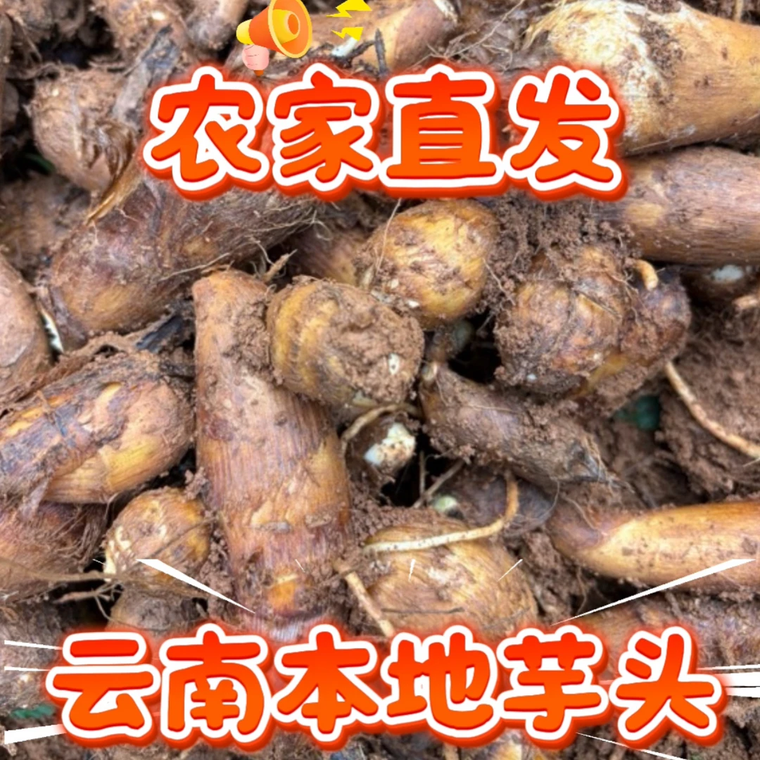 云南丘北农家自种芋头 宇香浓郁 现挖现发