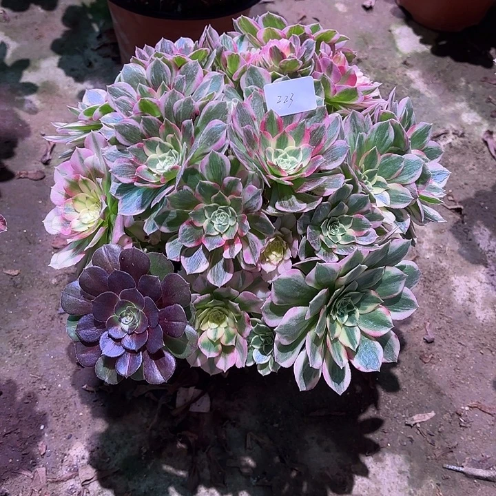 多肉植物海鲜00223