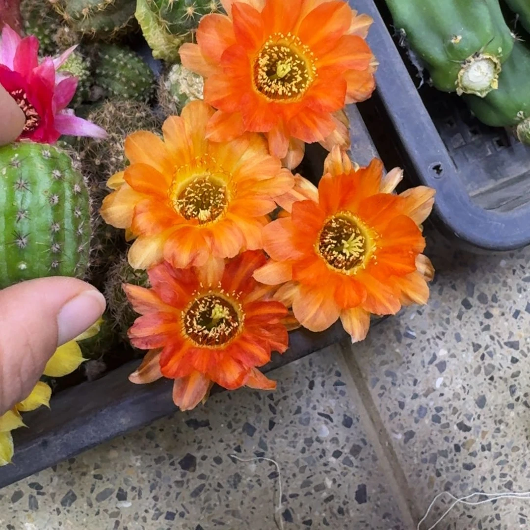 320白檀3个火焰侧牙小，20包邮