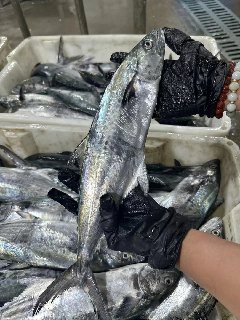 【鲜出海现称扁跳鱼】宁波石浦海鲜东海海捕扁跳鱼（容易跑刺勿拍）