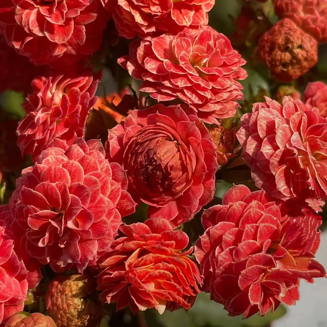 【蔷薇花神】稀有品种大花苞 花期长 室内阳台盆栽