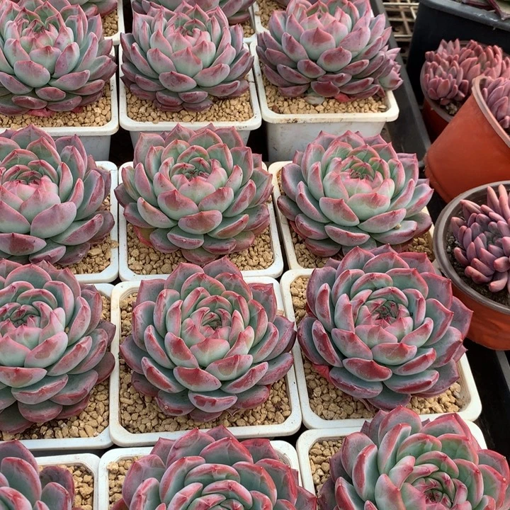 红鸾多肉植物12.88两单包邮