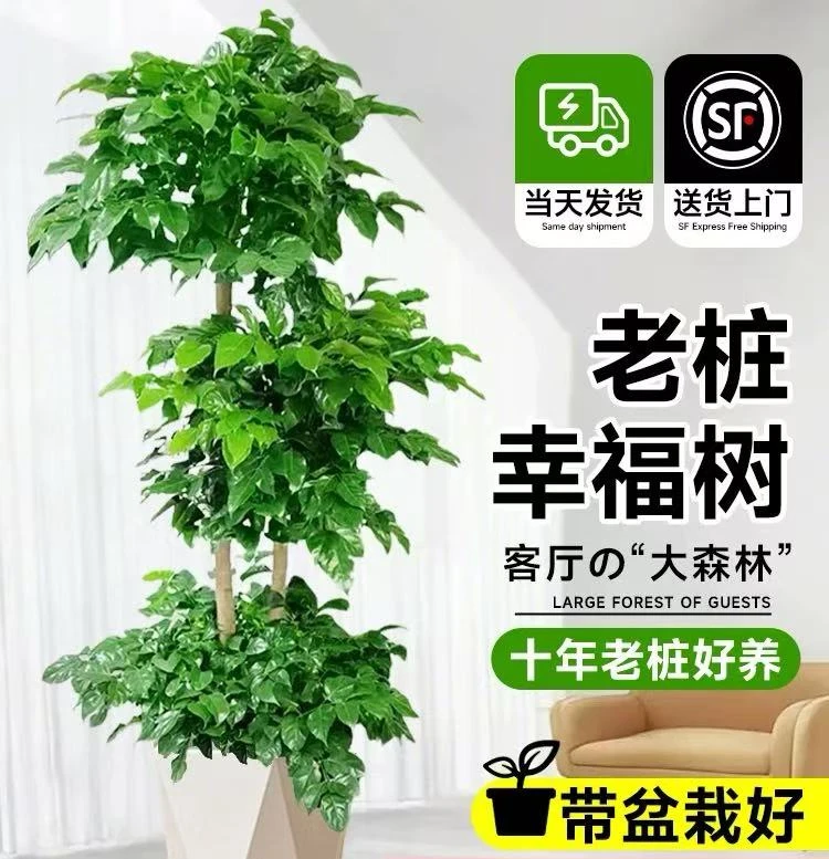 【1.6-1.8米】三层老桩绿宝幸福树净化空气甲醛室内大型绿植