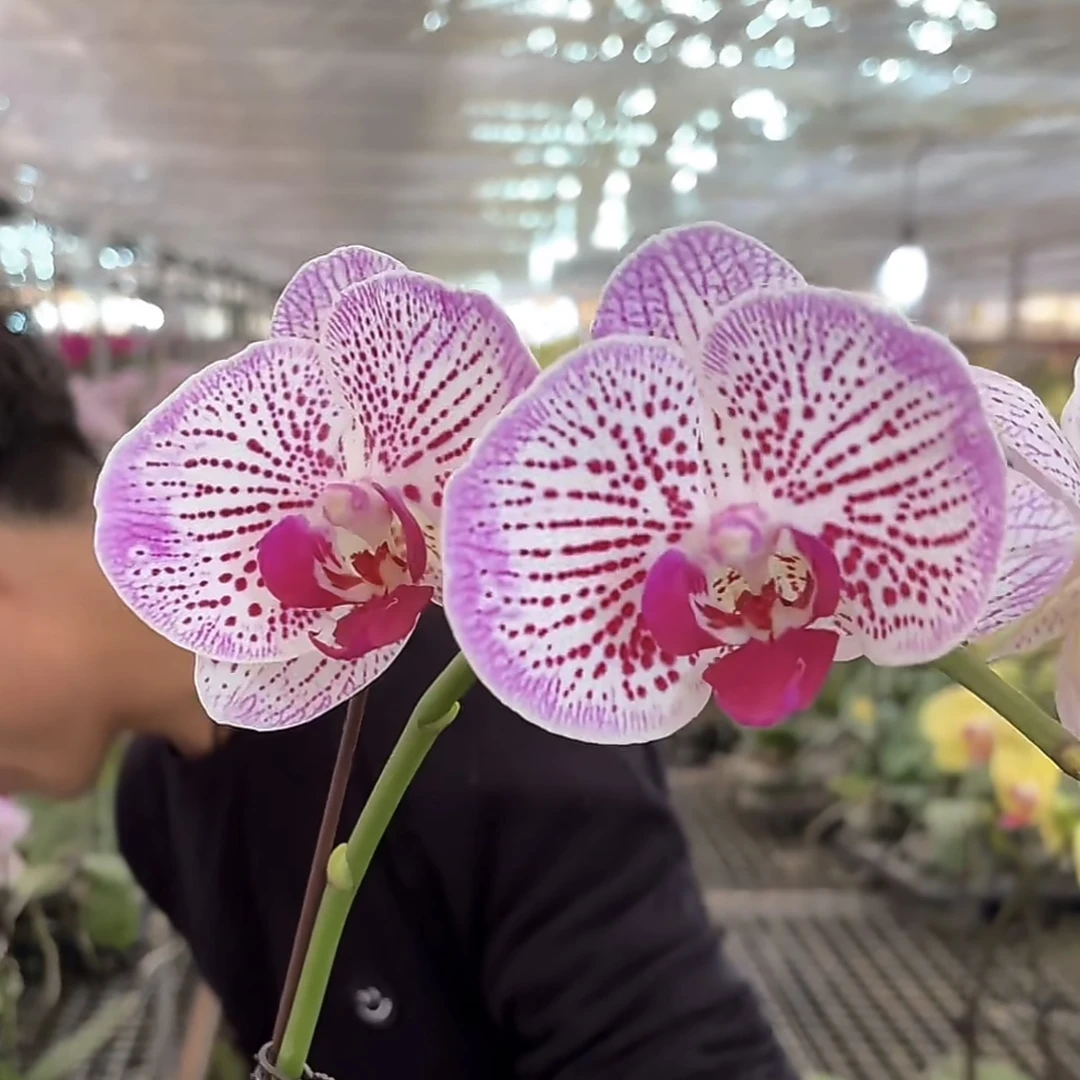 招财猫 蝴蝶兰年宵花盆栽花卉多年生室内阳台易养护爆花强